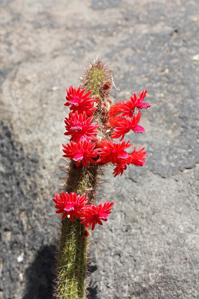 Изображение особи Borzicactus samaipatanus.