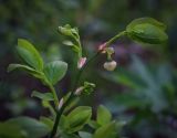 Vaccinium myrtillus