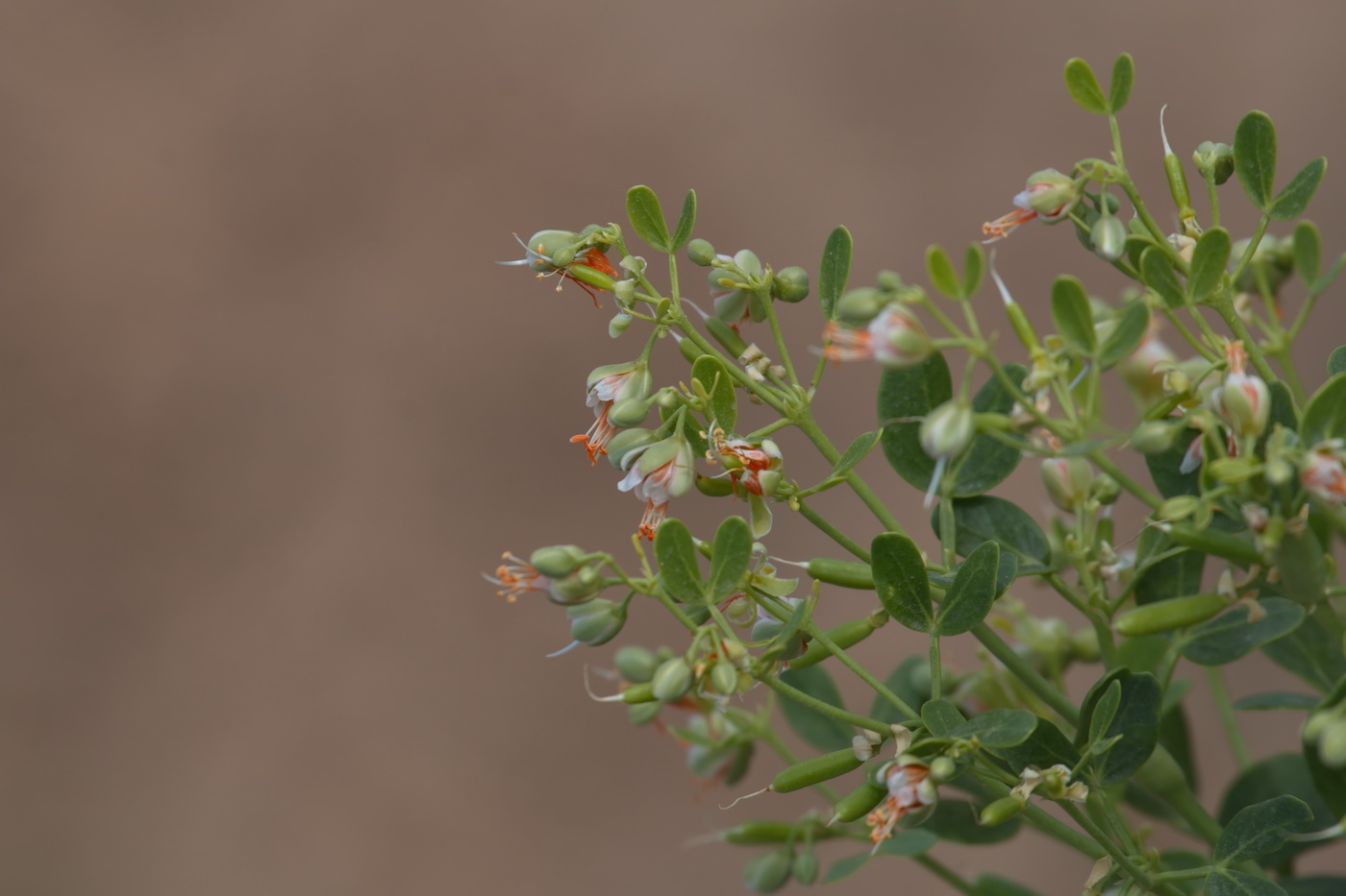 Изображение особи Zygophyllum fabago.