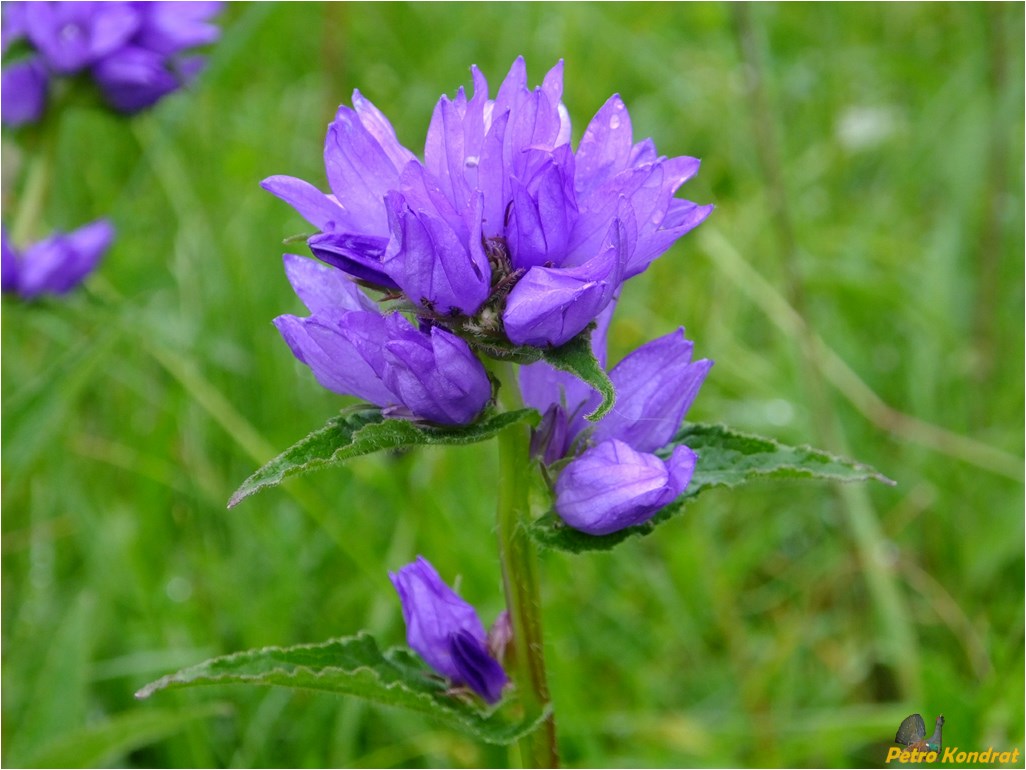 Изображение особи Campanula glomerata.