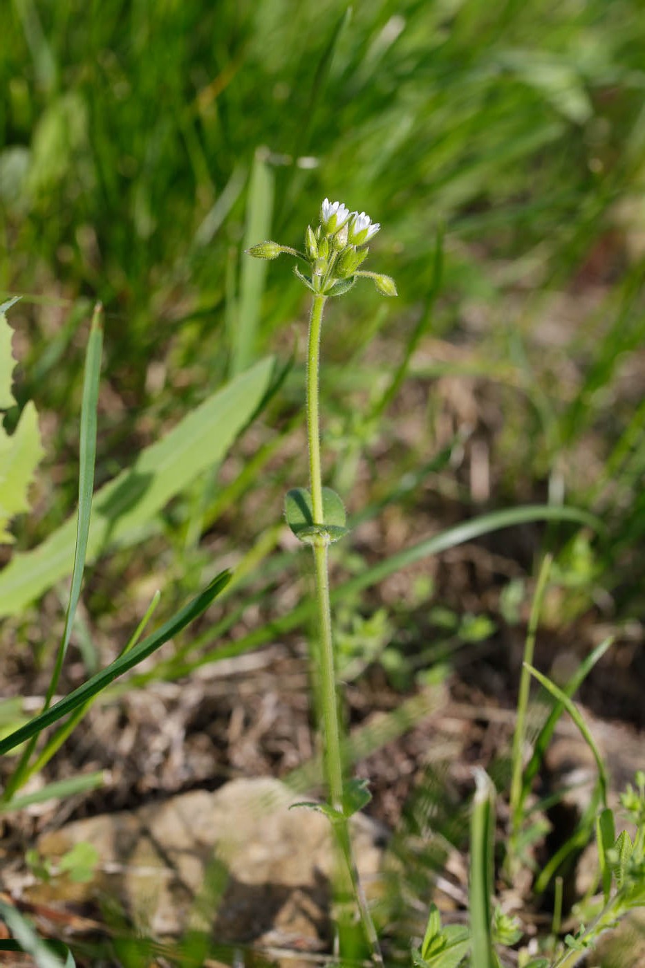 Image of Cerastium holosteoides specimen.