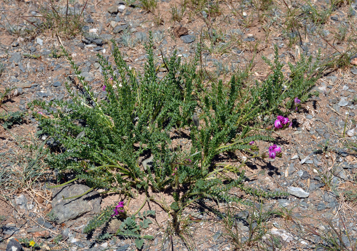 Image of Oxytropis trichophysa specimen.