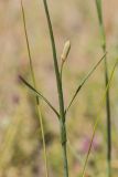 Dianthus polymorphus. Часть побега с бутоном. Ростовская обл., Шолоховский р-н, окр. станицы Еланская, песчаный массив. 25.06.2017.