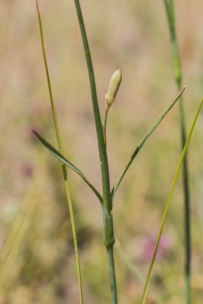 Изображение особи Dianthus polymorphus.