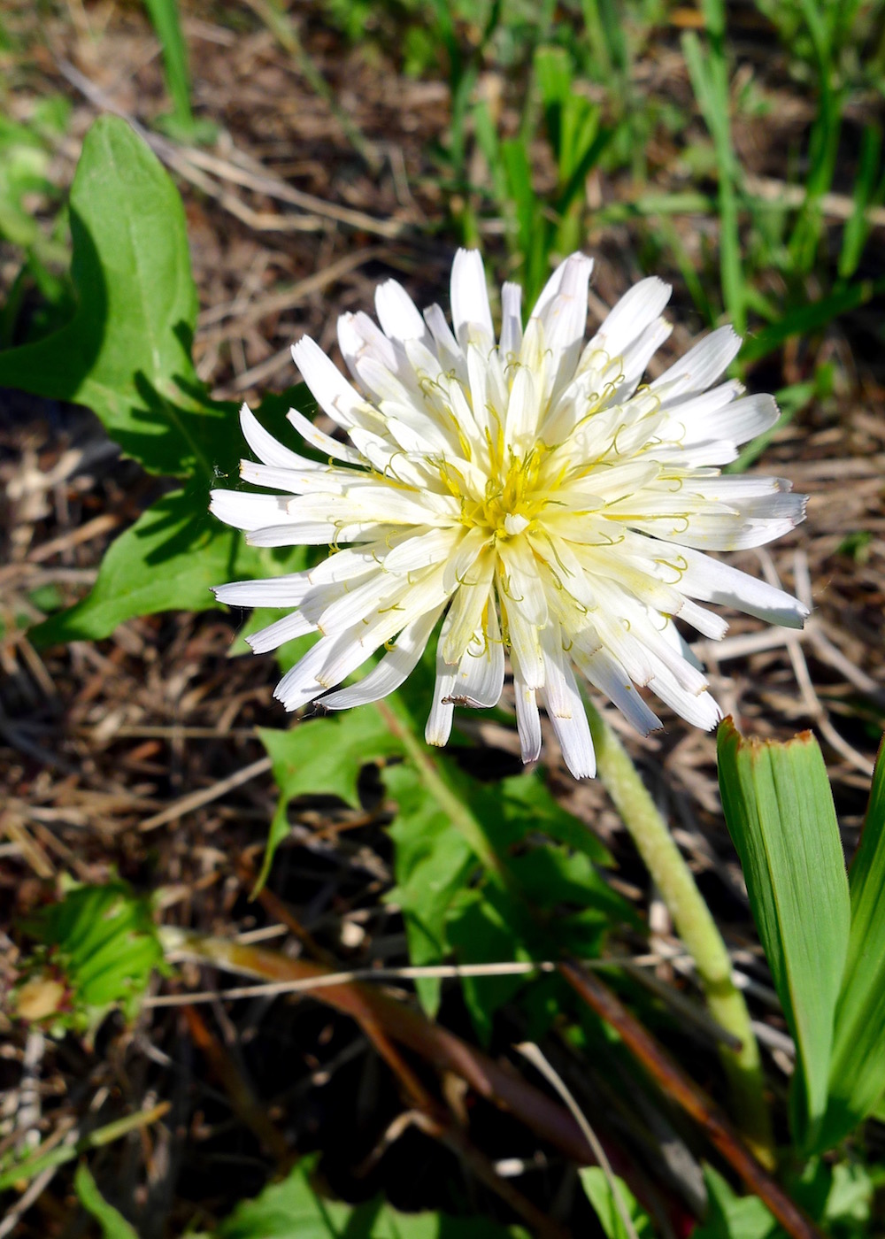 Image of Taraxacum coreanum specimen.