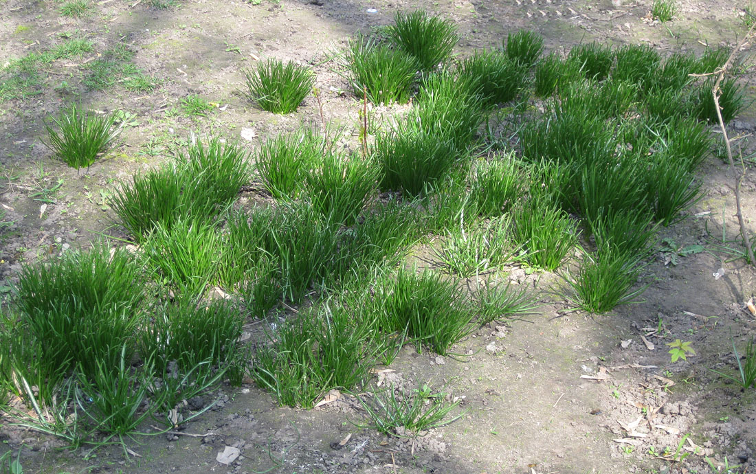 Image of Ornithogalum kochii specimen.