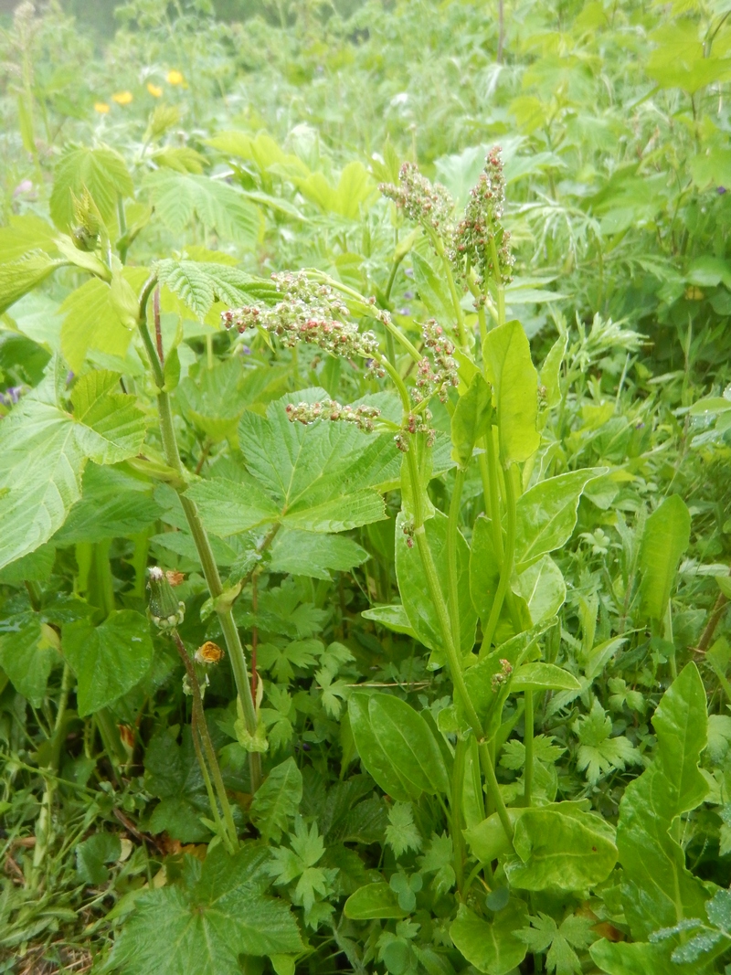 Изображение особи Rumex lapponicus.