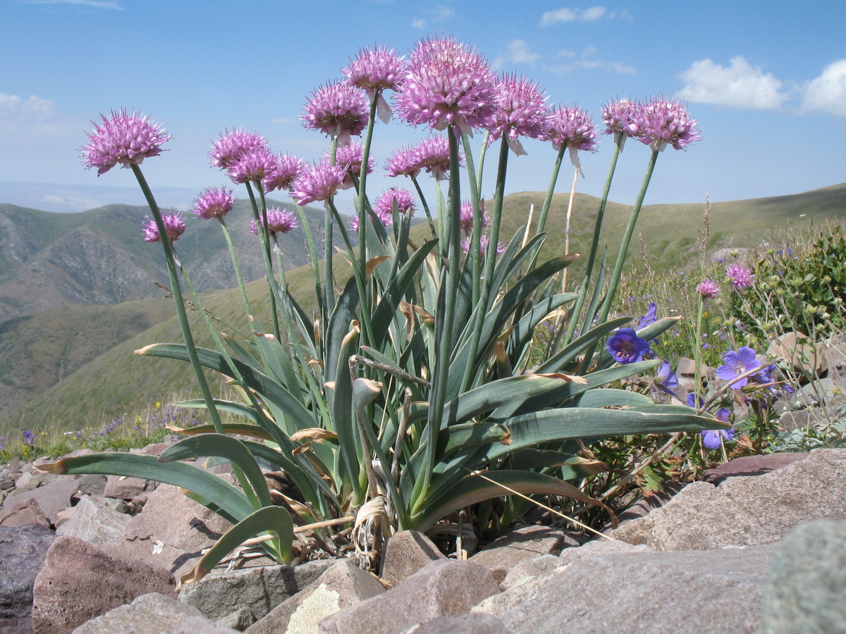 Изображение особи Allium carolinianum.