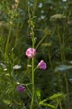 Sidalcea malviflora