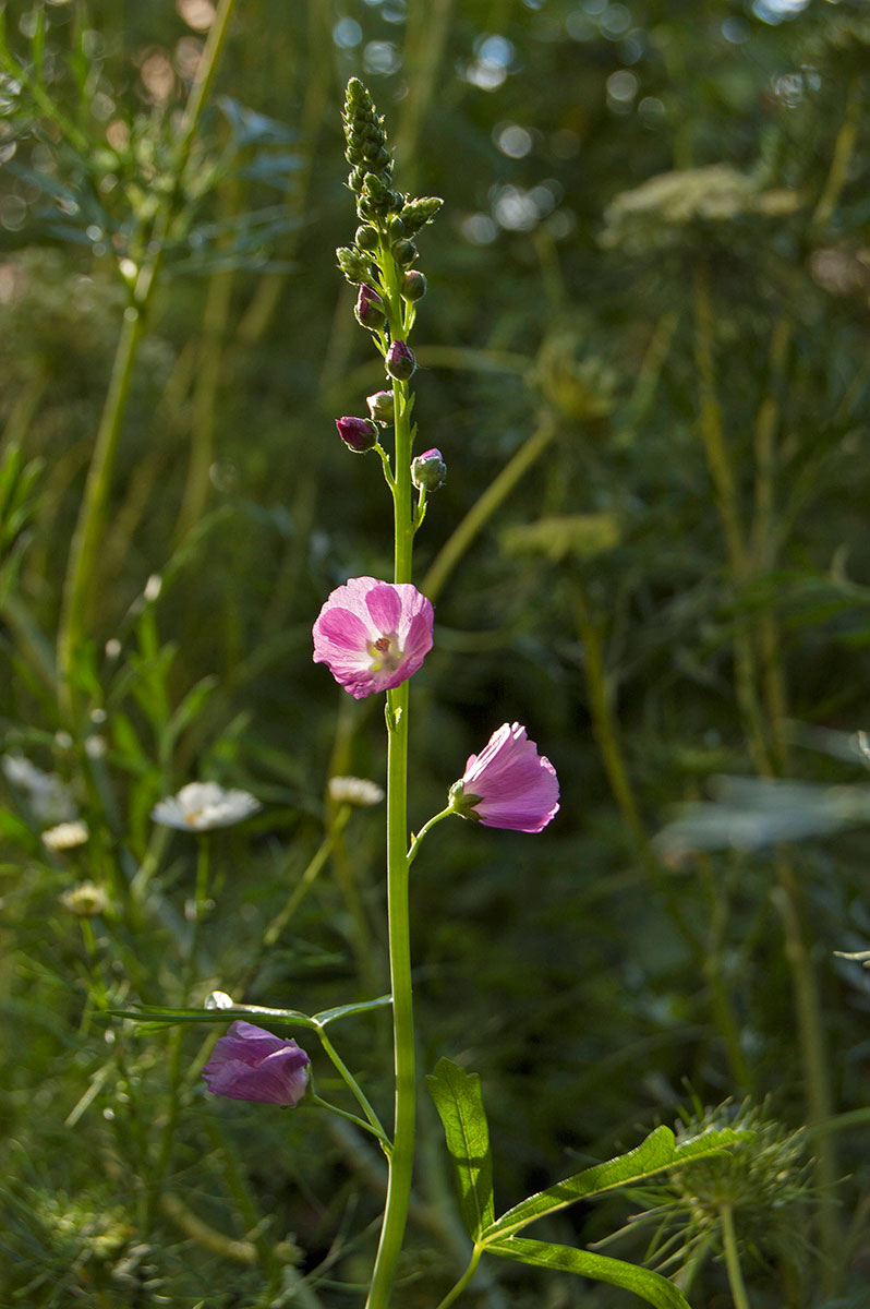 Изображение особи Sidalcea malviflora.