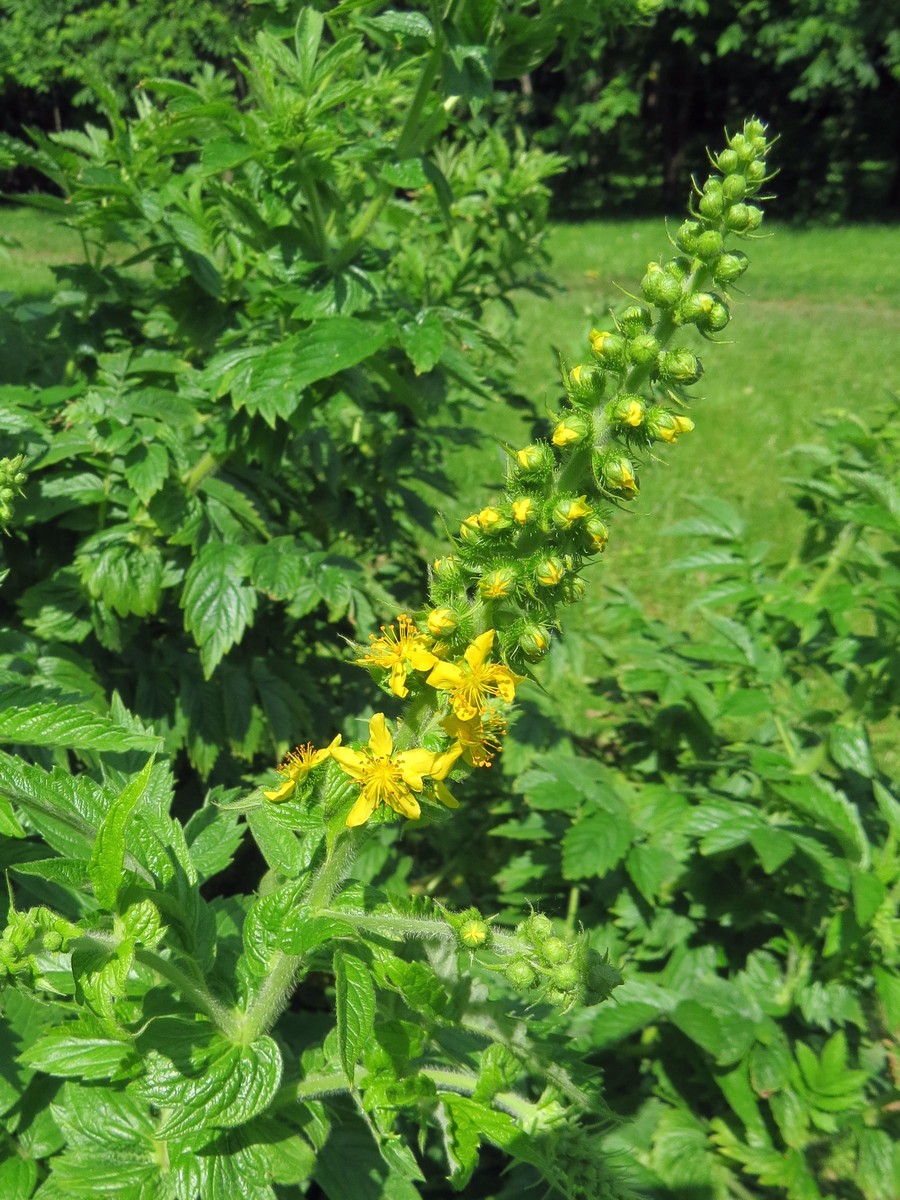 Image of Agrimonia eupatoria specimen.