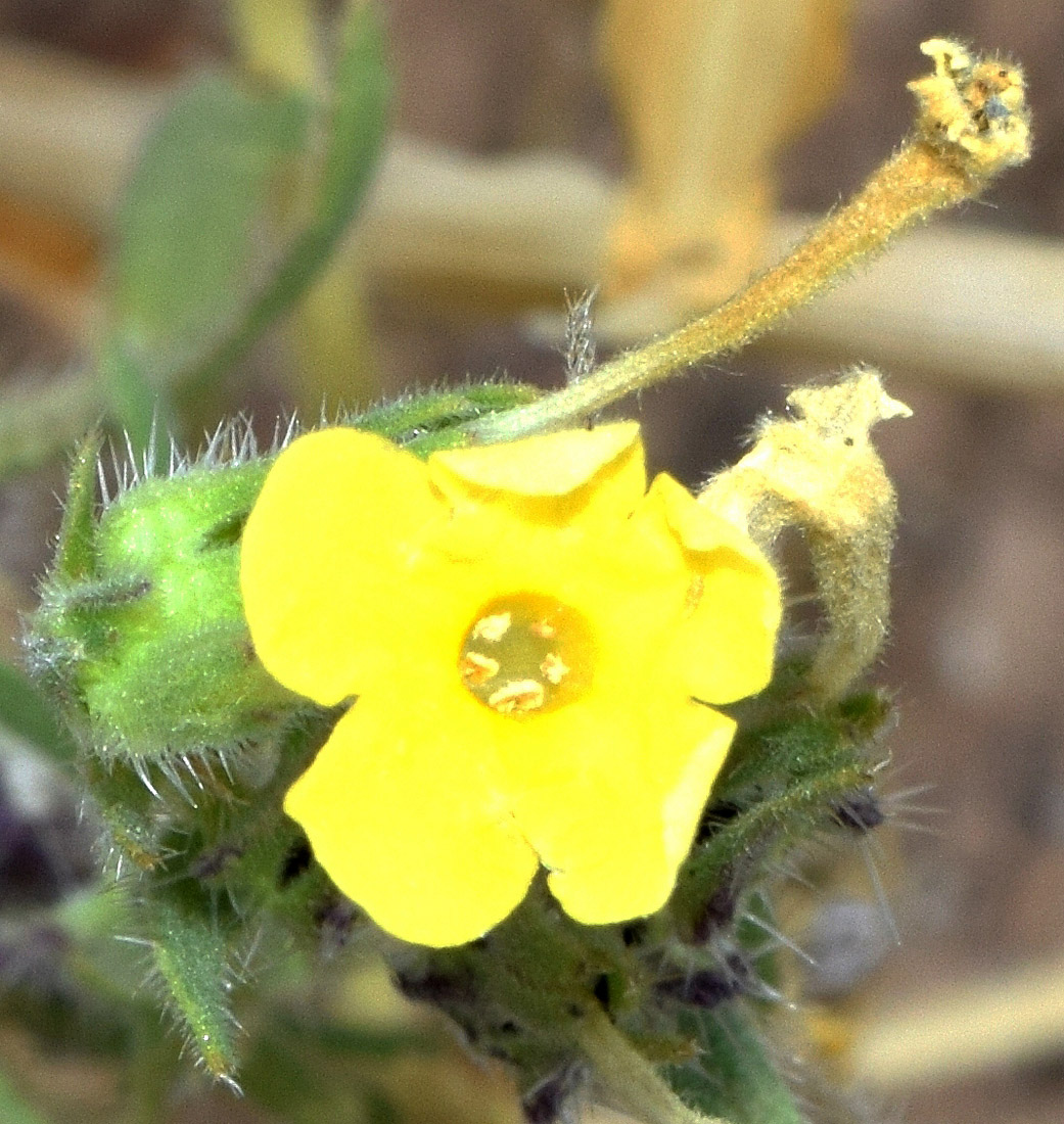 Image of genus Arnebia specimen.