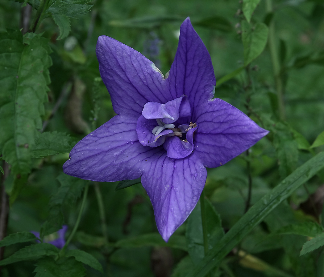 Image of Platycodon grandiflorus specimen.