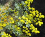 Acacia chinchillensis. Побеги с соцветиями. Австралия, г. Брисбен, ботанический сад. 07.08.2016.