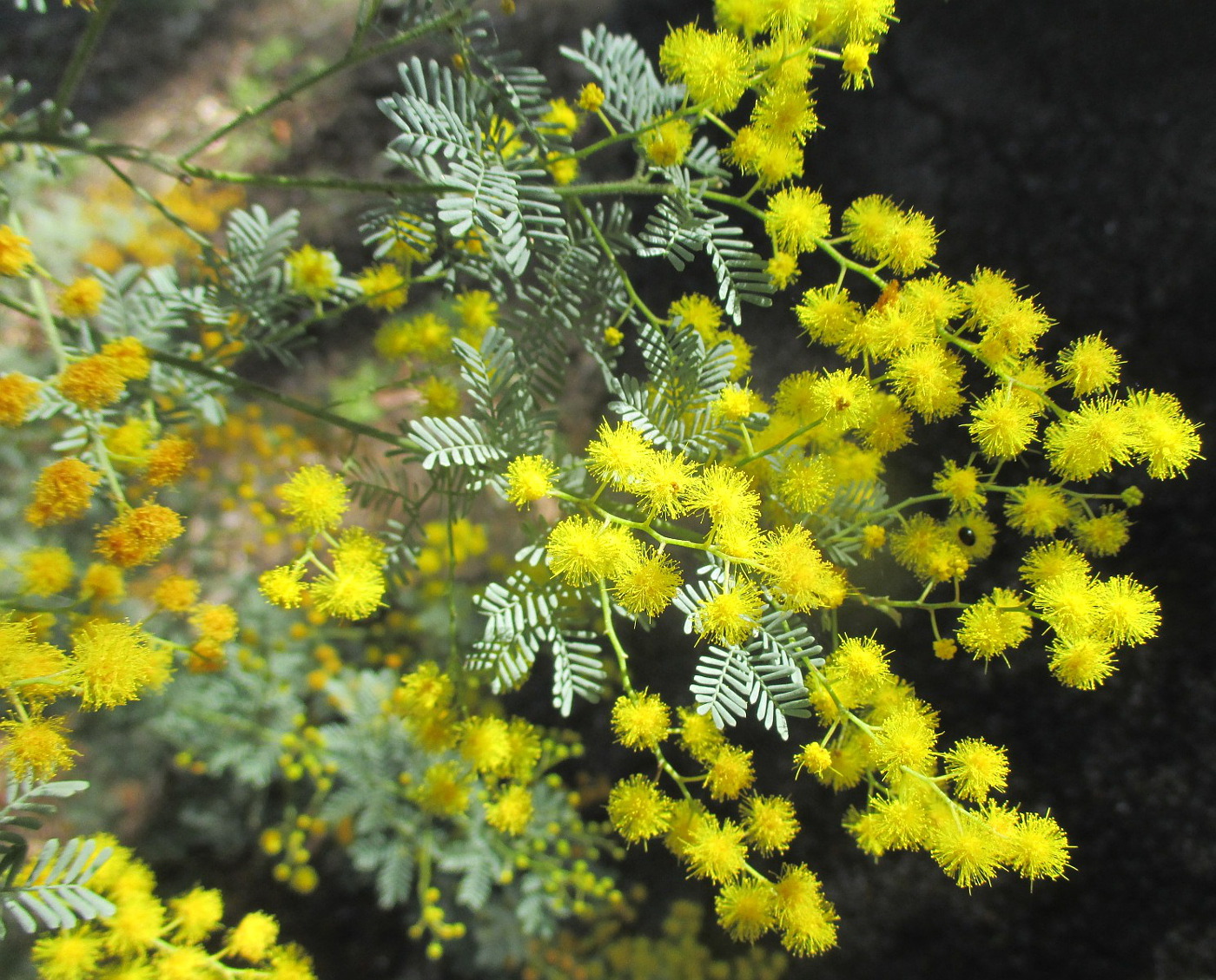 Image of Acacia chinchillensis specimen.