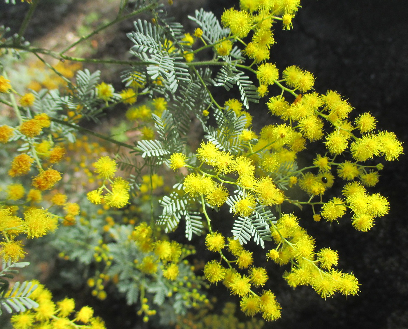 Изображение особи Acacia chinchillensis.