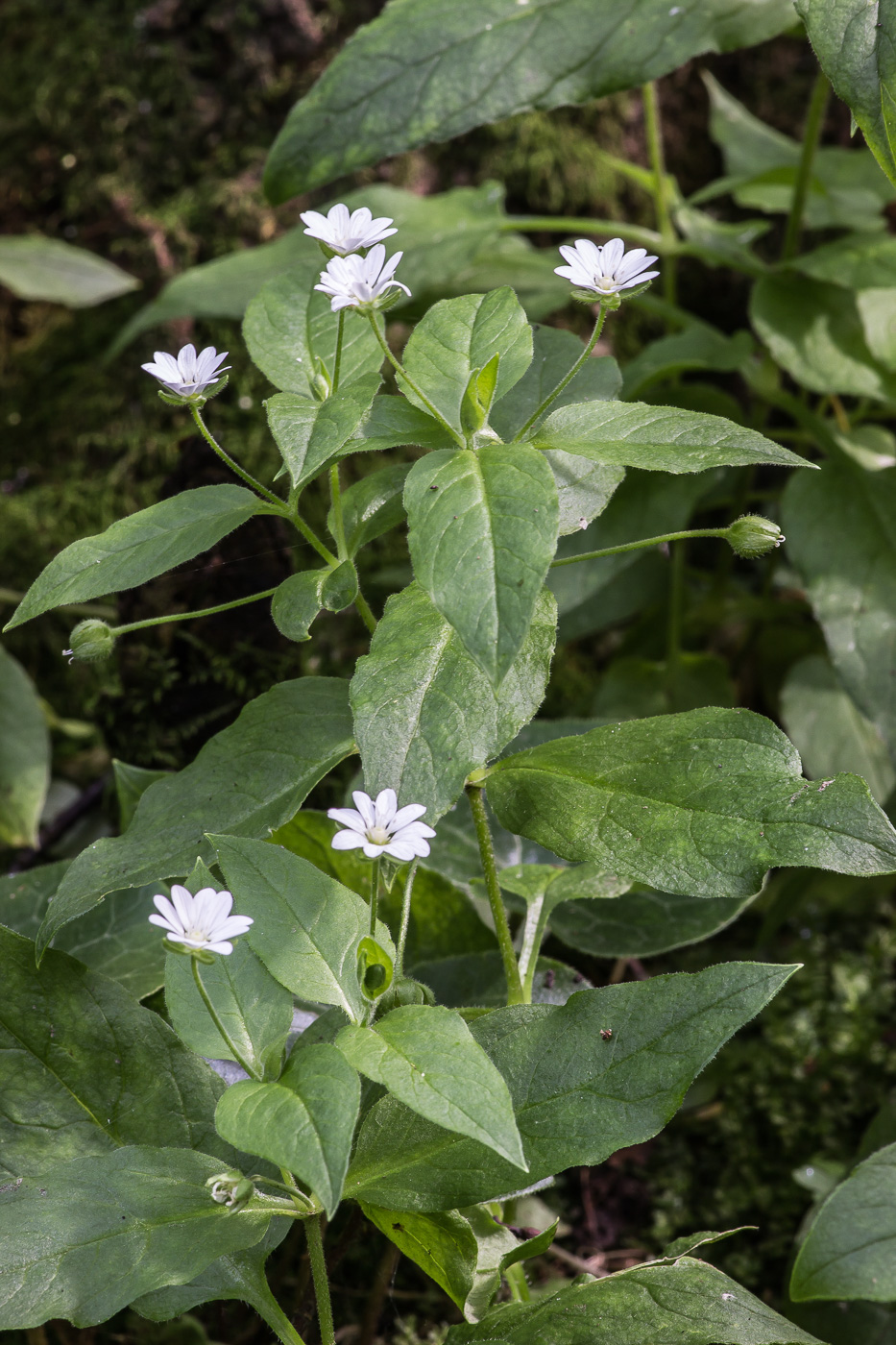 Изображение особи Stellaria bungeana.