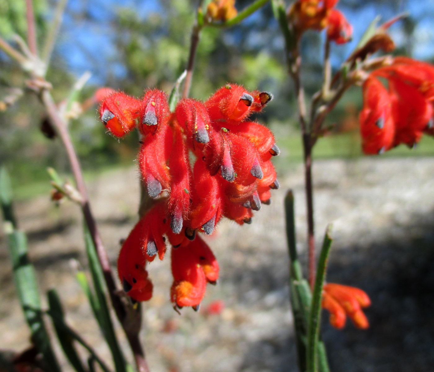 Image of Grevillea bronweniae specimen.