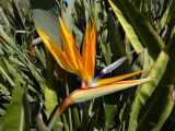 Strelitzia reginae