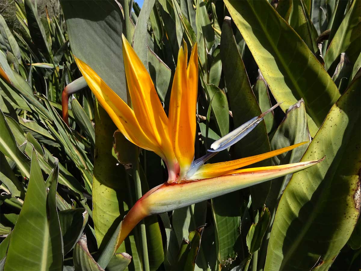 Изображение особи Strelitzia reginae.