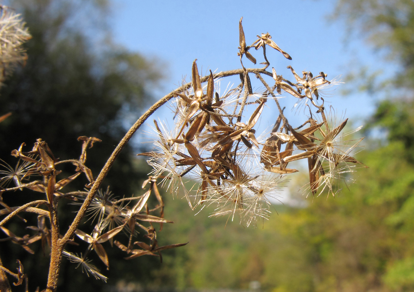 Image of Eupatorium cannabinum specimen.