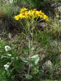 Tephroseris integrifolia. Цветущее растение. Магаданская обл., Ольский р-н, окр. пос. Атарган, крутой приморский склон со скальными выходами. 06.07.2017.