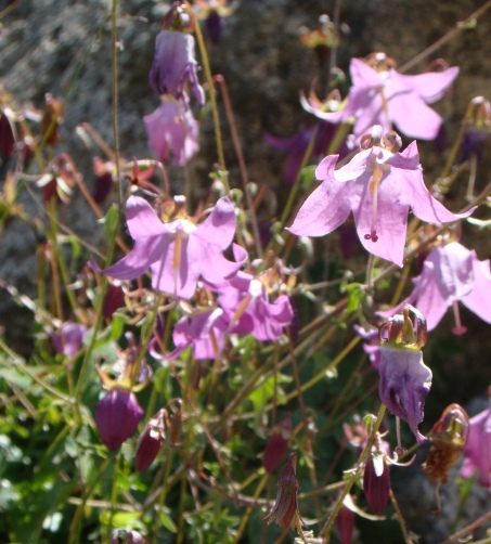 Изображение особи Campanula zangezura.