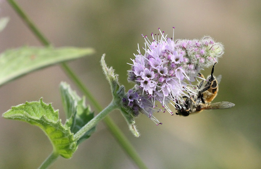 Изображение особи Mentha longifolia.