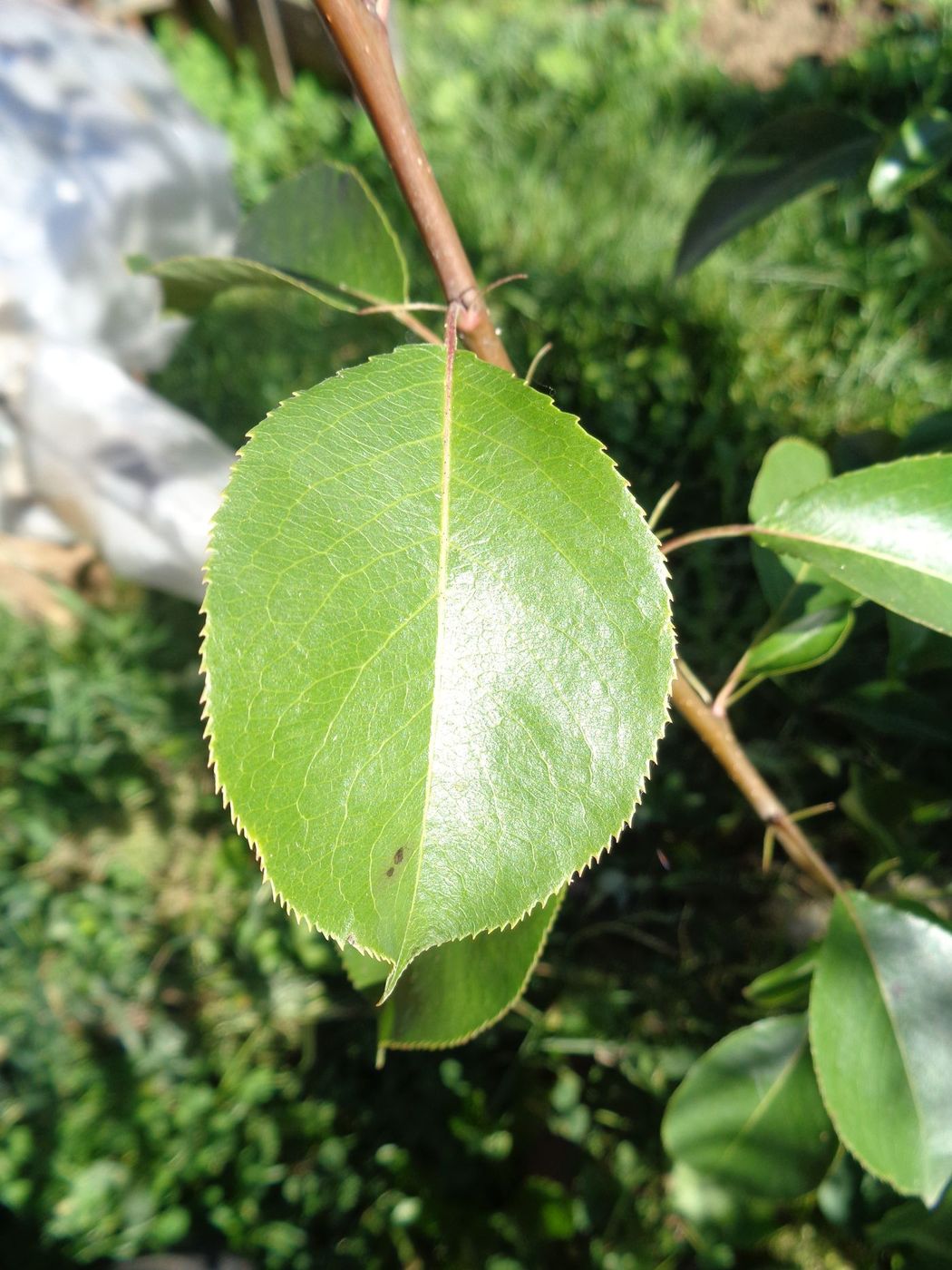 Image of Pyrus communis specimen.