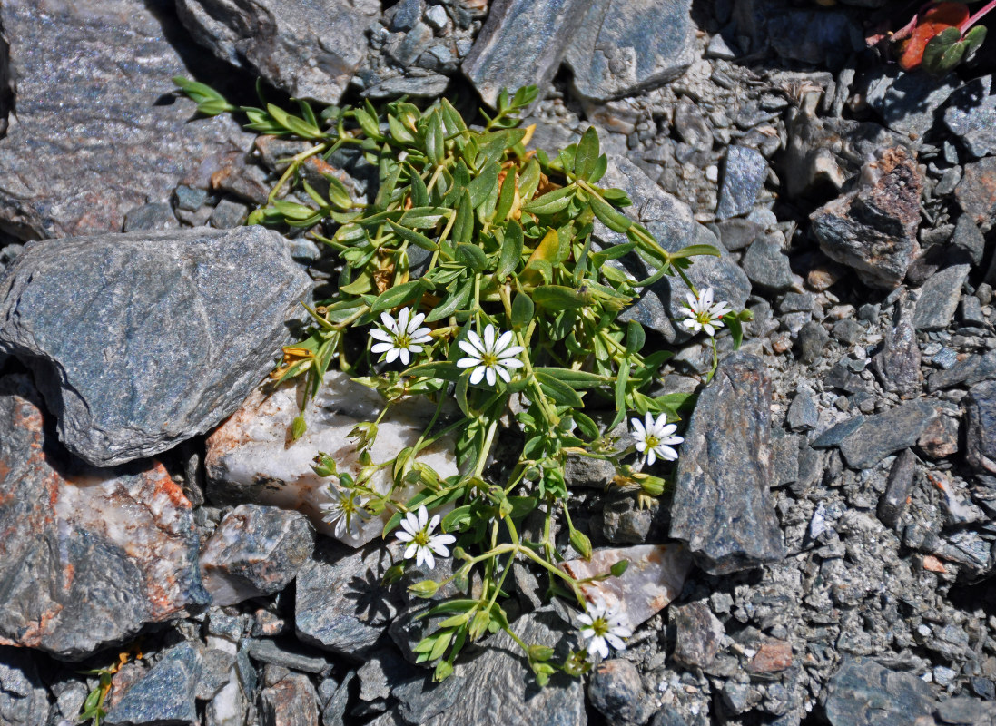 Изображение особи Stellaria brachypetala.