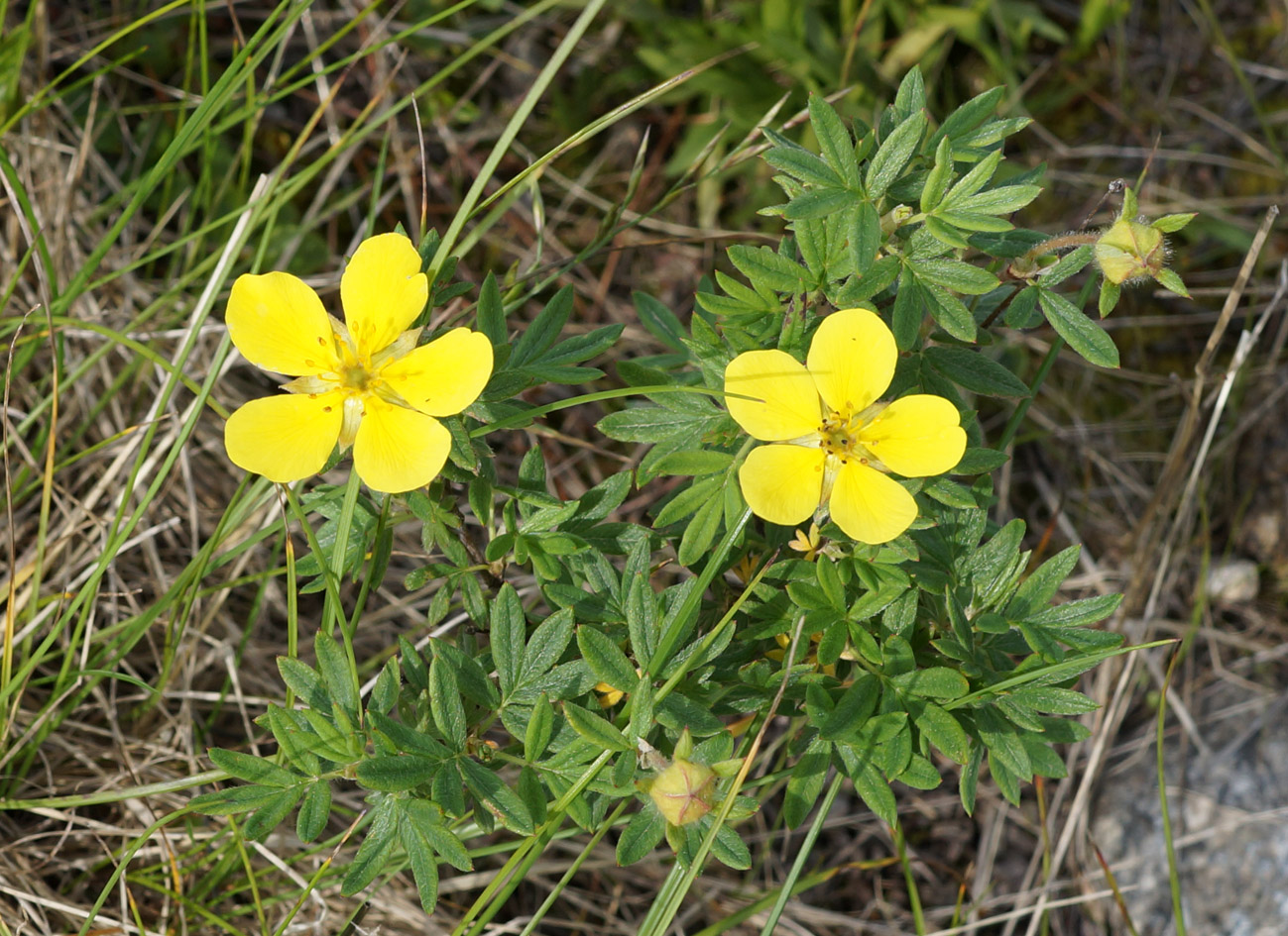 Image of Dasiphora fruticosa specimen.