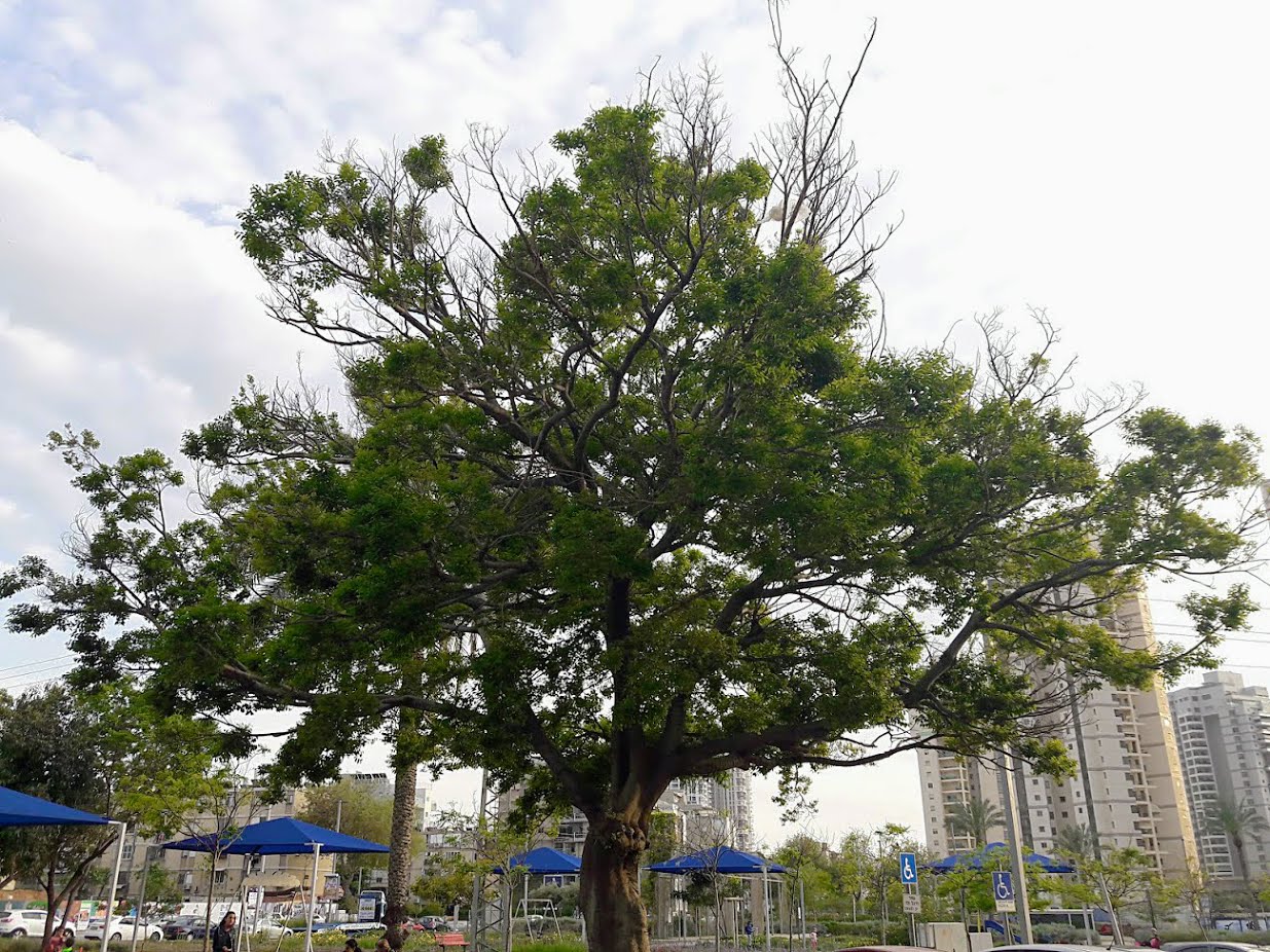 Image of Celtis australis specimen.