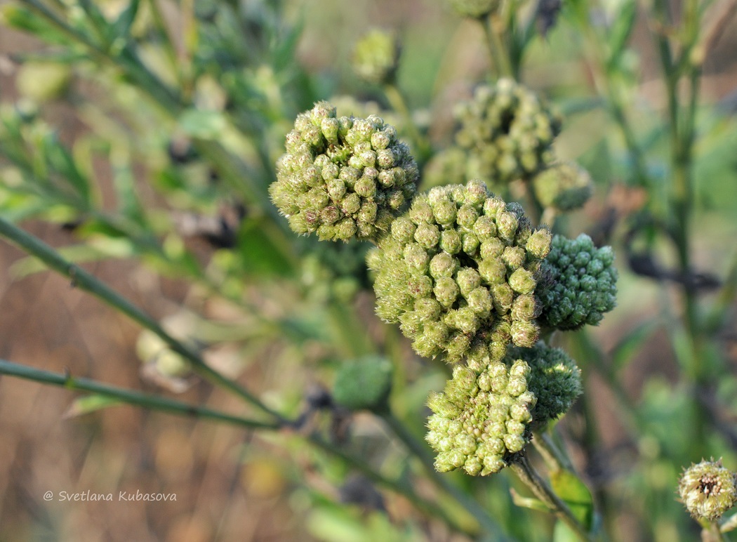 Изображение особи Cirsium setosum.