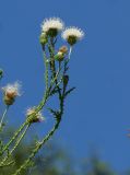Carduus acanthoides