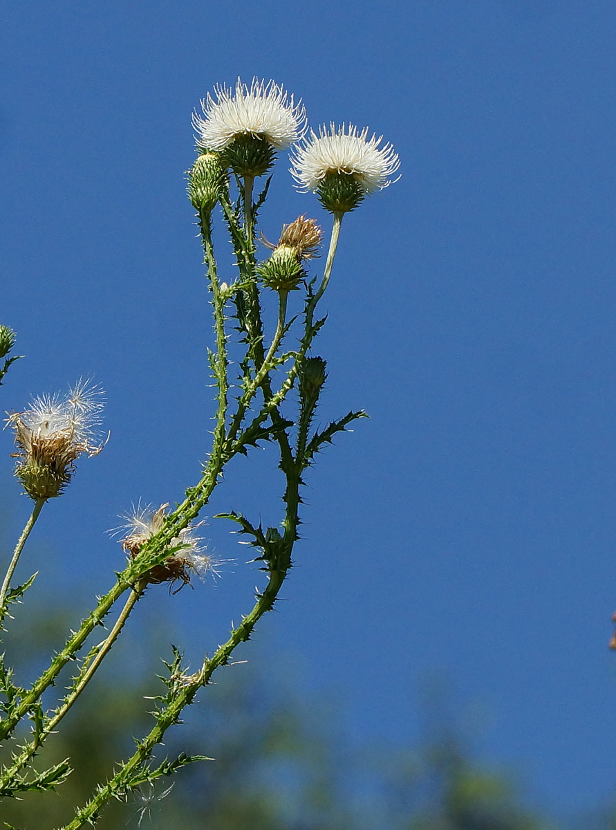 Изображение особи Carduus acanthoides.