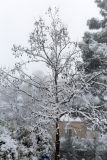 род Liquidambar