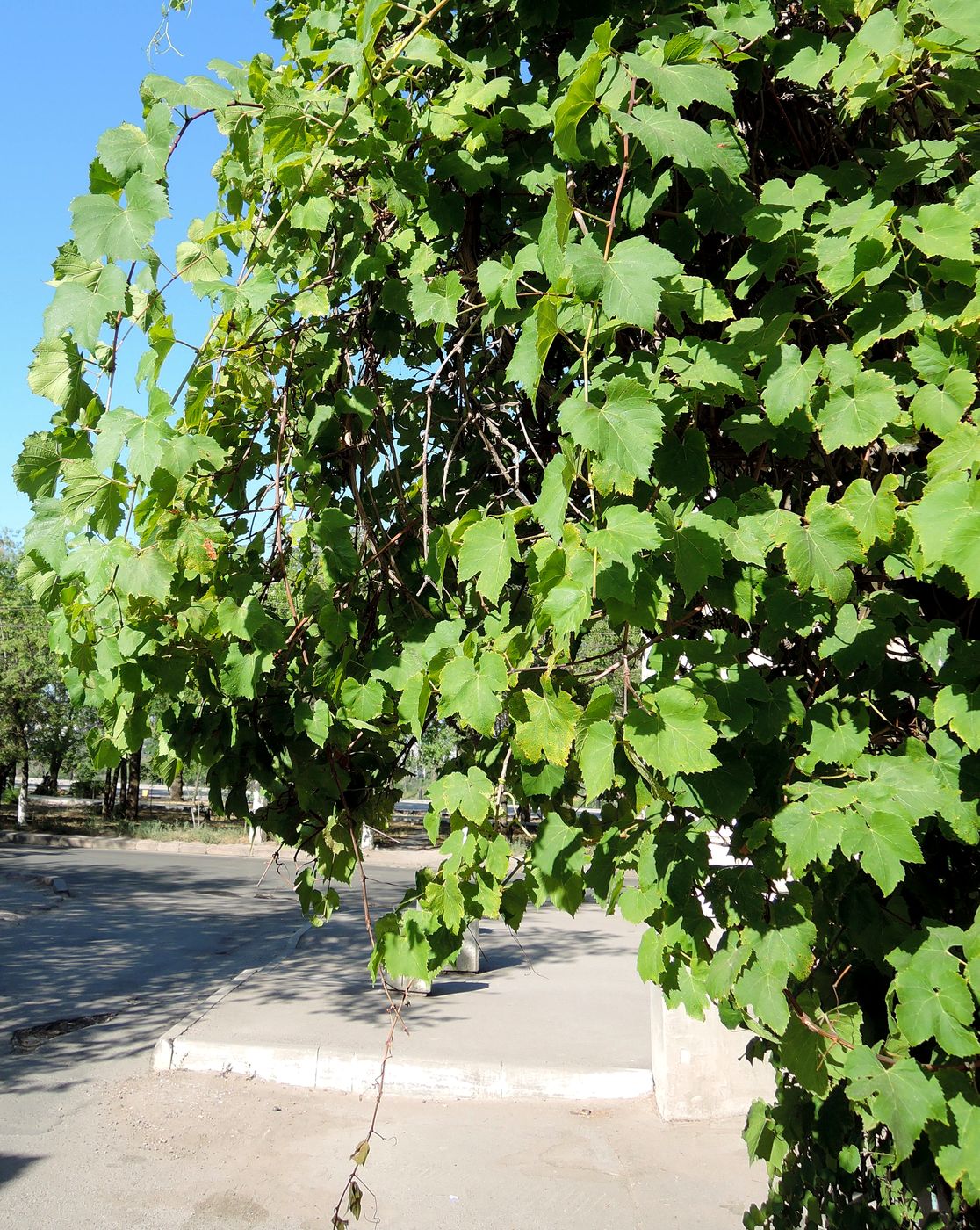 Image of genus Vitis specimen.