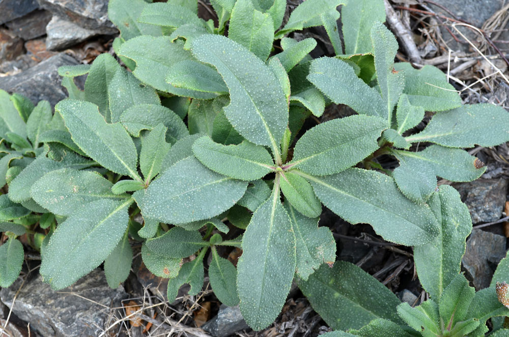 Image of Caccinia dubia specimen.