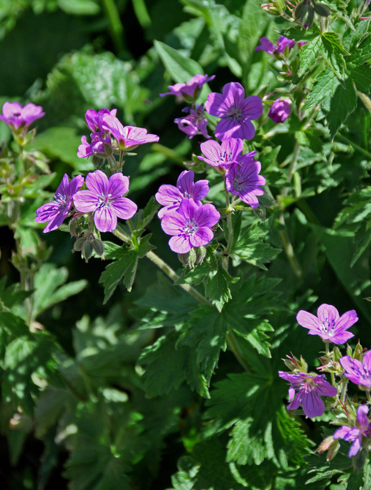 Изображение особи Geranium sylvaticum.