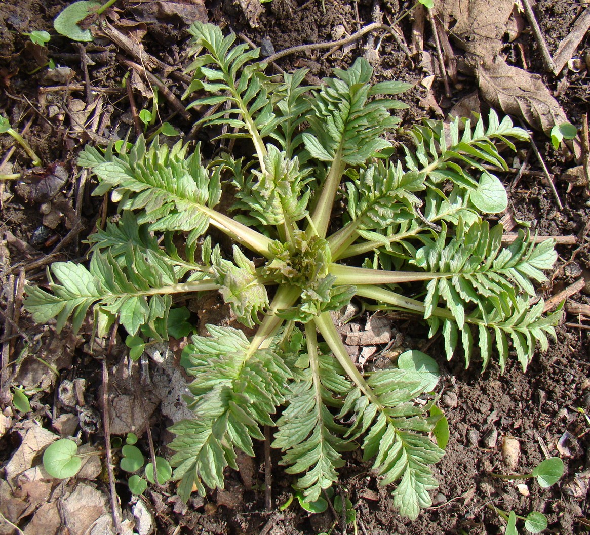 Image of Valeriana officinalis specimen.