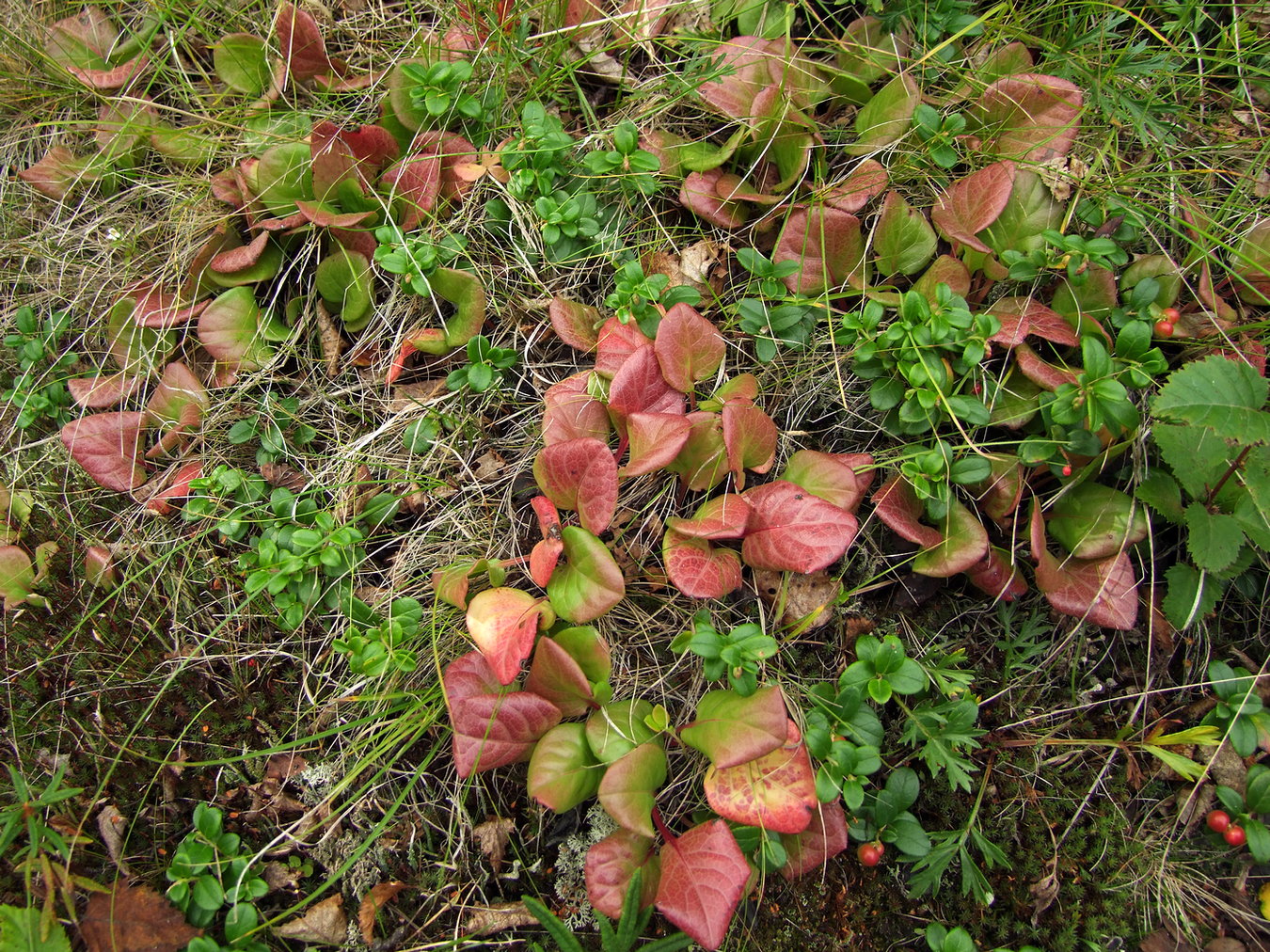 Image of Pyrola incarnata specimen.