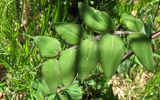 Lathyrus pisiformis