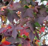Liquidambar styraciflua