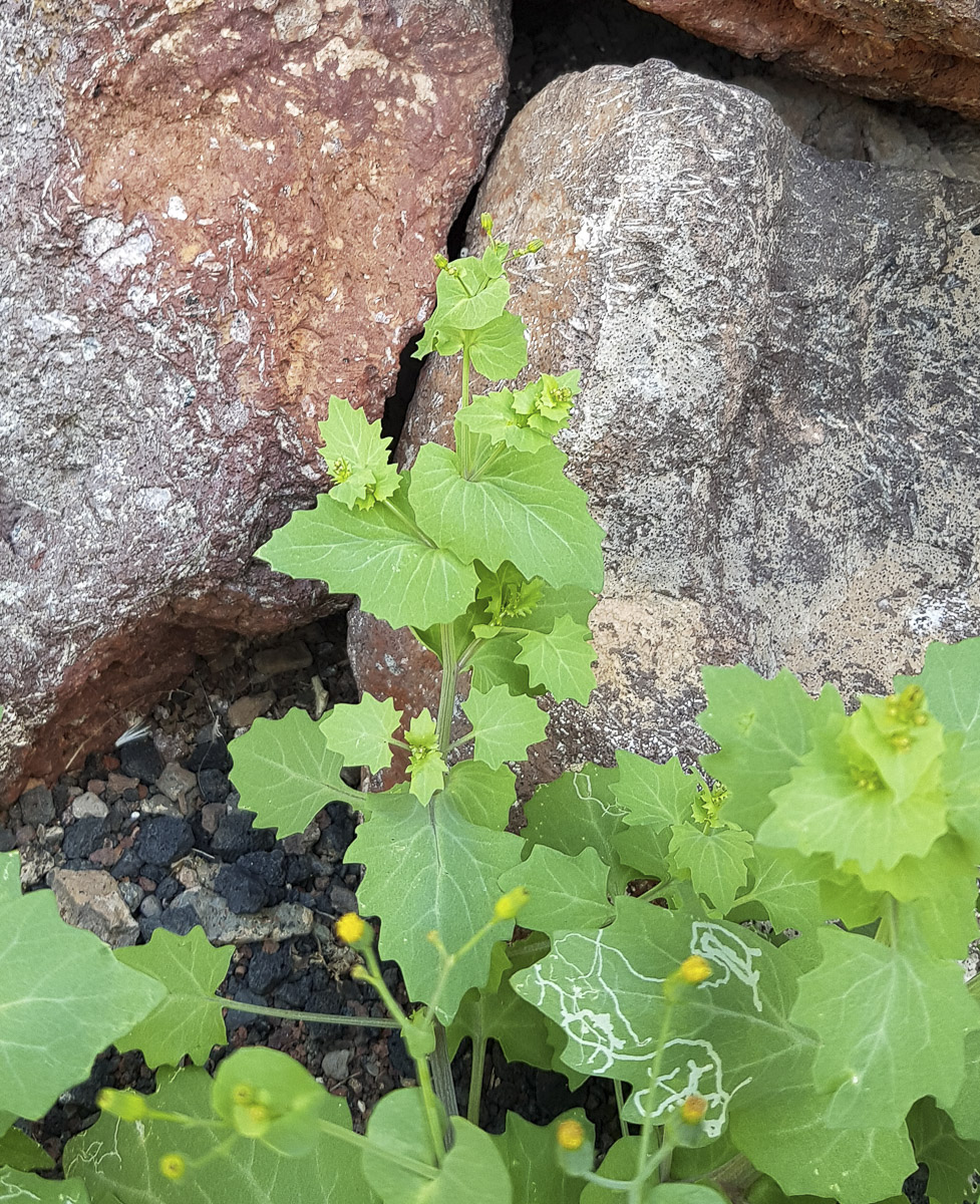 Image of Senecio flavus specimen.