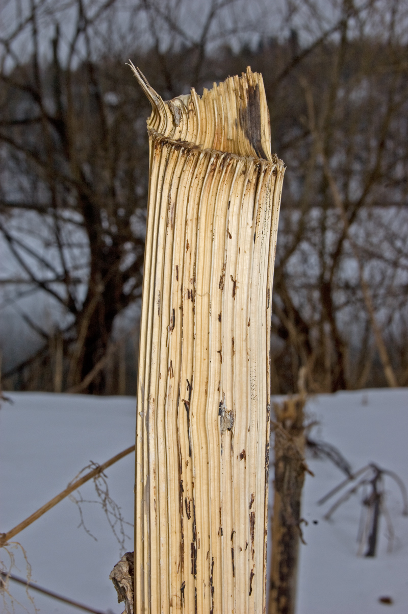 Image of Heracleum sosnowskyi specimen.