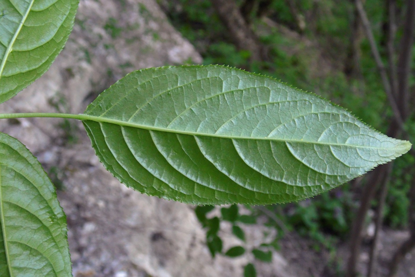 Image of Staphylea colchica specimen.