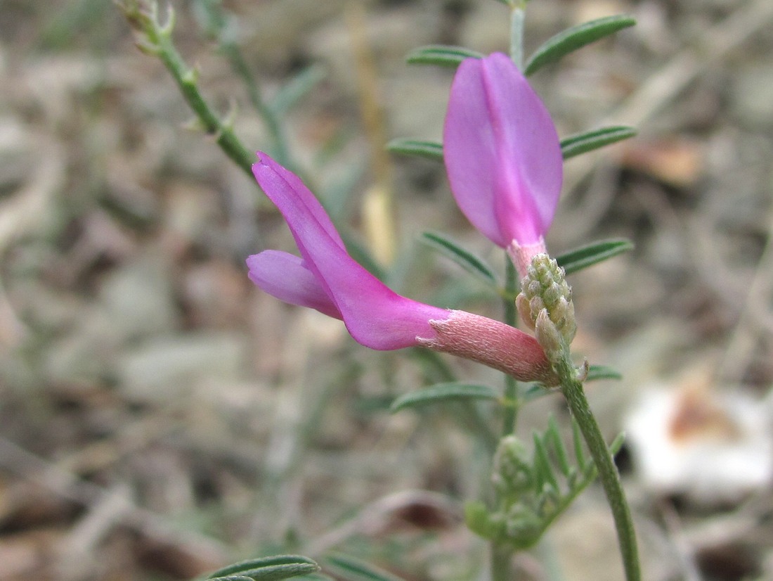 Изображение особи Astragalus subuliformis.