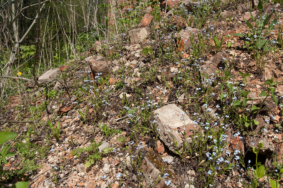 Изображение особи Myosotis sylvatica.