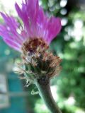 Centaurea dealbata Willd. × Centaurea sumensis