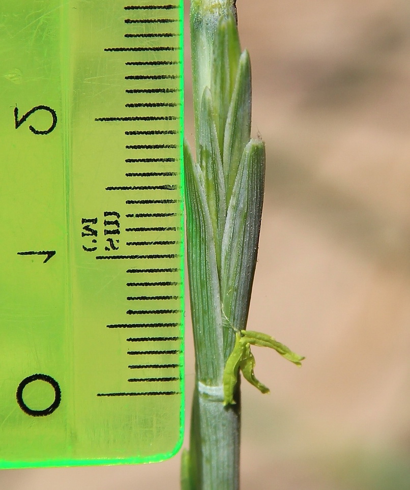 Image of Elytrigia bessarabica specimen.